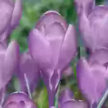 Tommasinianus Hummingbird